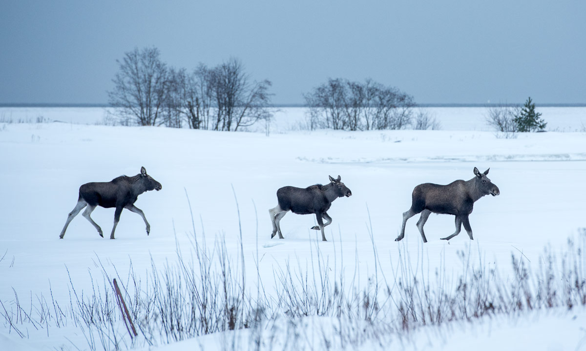 Three kind moose.